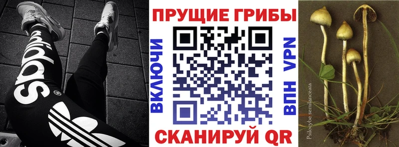 Псилоцибиновые грибы прущие грибы  Богучар 